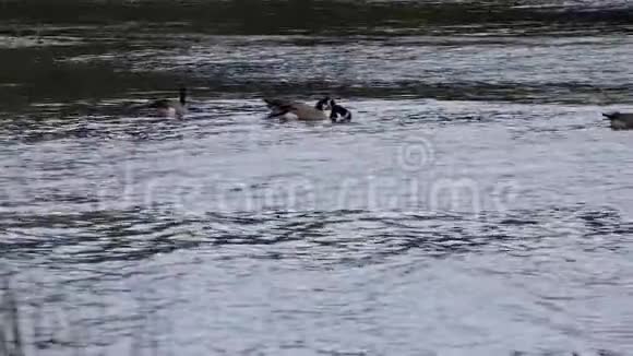 加拿大鹅在湖边游泳视频的预览图