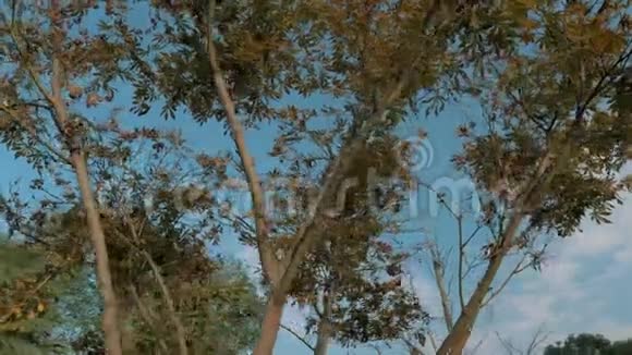 在美丽的自然背景上拍摄大树绿叶蓝天和阳光视频的预览图