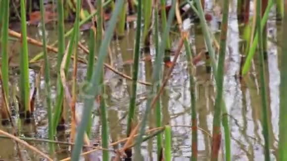 反映芦苇在小的涟漪湖视频的预览图