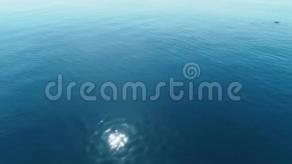 海背景带海豚在平静的海面上飞过绿松石水视频的预览图