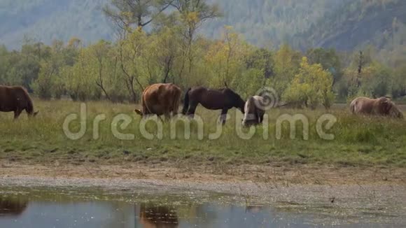 奶牛和一匹马在背景上与树木和山脉一起放牧视频的预览图