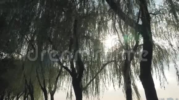早晨的阳光透过公园里的树木视频的预览图