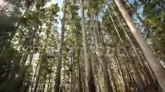 穆纳尔市附近的桉树林印度录像在移动视频的预览图