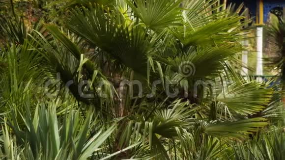 棕榈树的叶子视频的预览图
