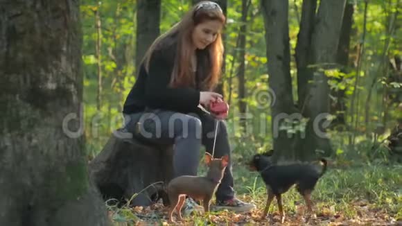 一个红头发的女人坐在树桩上的森林里抚摸着两只小狗视频的预览图