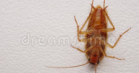 中毒的蟑螂躺在背上迅速地用爪子扑过去视频的预览图