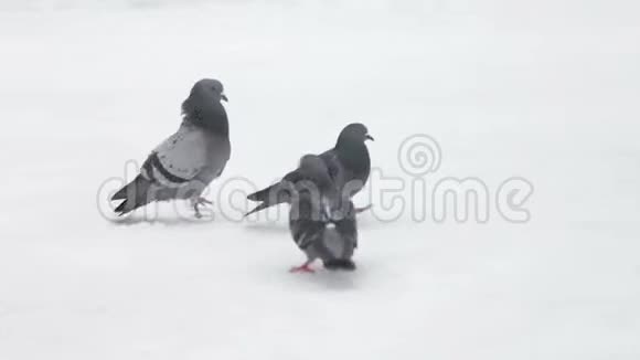 冬天吃面包的鸽子视频的预览图