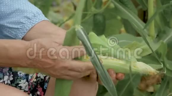 女农夫从花园的树叶特写中清理成熟玉米的视频的预览图