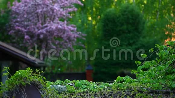 花园紫杏仁树背景无人高清镜头视频的预览图