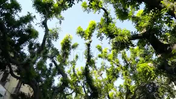 从下面看到美丽弯曲的绿色树枝行动可爱的弯曲的树枝上有绿叶视频的预览图
