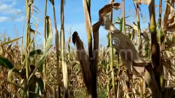 夏季玉米地玉米秸秆上成熟的黄穗在农业玉米地上种植的玉米视频的预览图