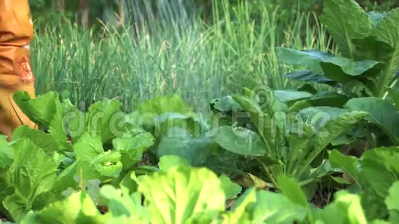 园丁在菜园里浇灌蔬菜从左到右泰国农村视频的预览图