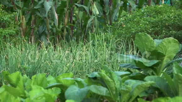 园丁在菜园里浇灌蔬菜从右到左泰国农村视频的预览图