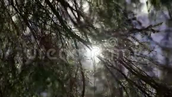 阳光穿过杉树视频的预览图