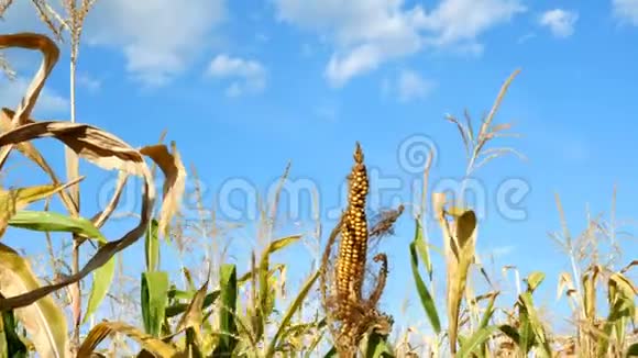 夏季玉米地玉米秸秆上成熟的黄穗在农业玉米地上种植的玉米视频的预览图