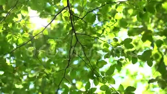 新鲜的绿树叶和阳光森林中的阳光视频的预览图