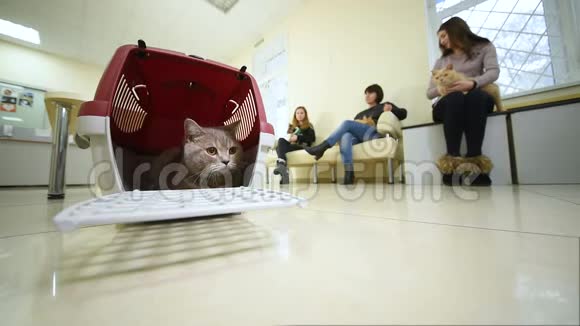 在兽医诊所的背景下漂亮的猫坐在动物篮子里视频的预览图