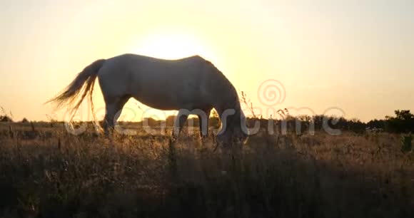 夏日夕阳西下好白马在大草坪上吃草视频的预览图