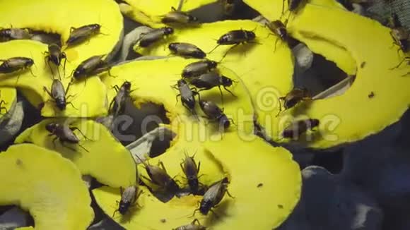 南瓜上的蟋蟀虫用于油炸泰国流行的小吃街食品视频的预览图