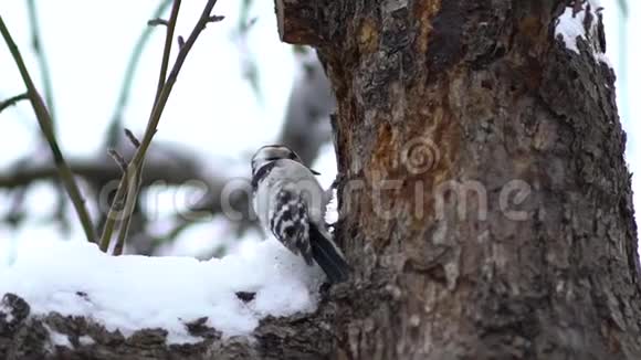 冬天树上的大斑点啄木鸟视频的预览图
