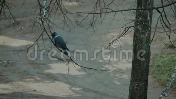 美丽年轻的乌鸦坐在光秃秃的树枝上视频的预览图