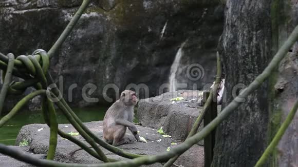 在动物园里一只成年的福曼山岩斑猴坐在疣猪旁边视频的预览图