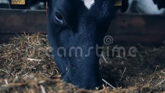 牛在牛棚里吃干草关门视频的预览图