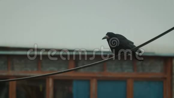 黑乌鸦坐在电线上要飞走了视频的预览图