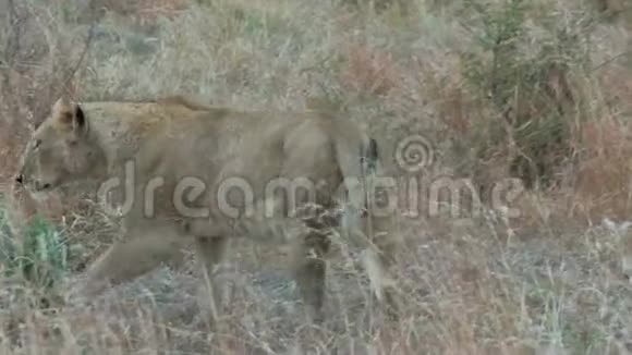 狮子躺在草地上视频的预览图