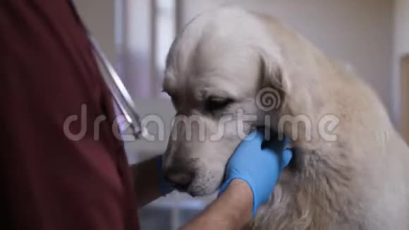 体检兽医在诊所检查狗牙齿视频的预览图