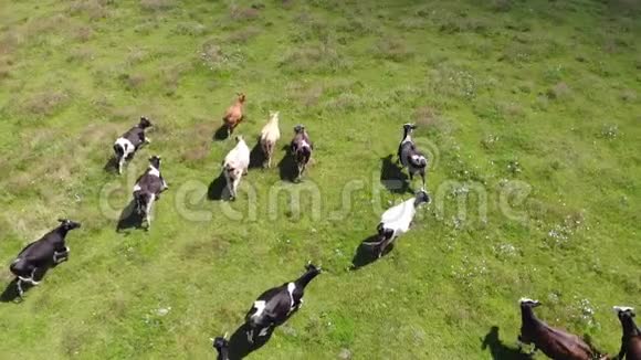 鸟瞰牧场奶牛畜牧业慢动作视频的预览图