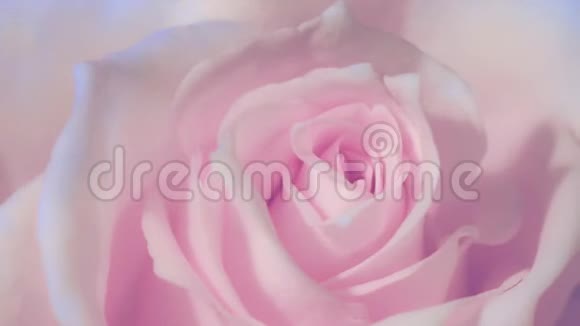 时间推移关闭开放的粉红色玫瑰盛开的粉红色玫瑰美丽的动画视频的预览图