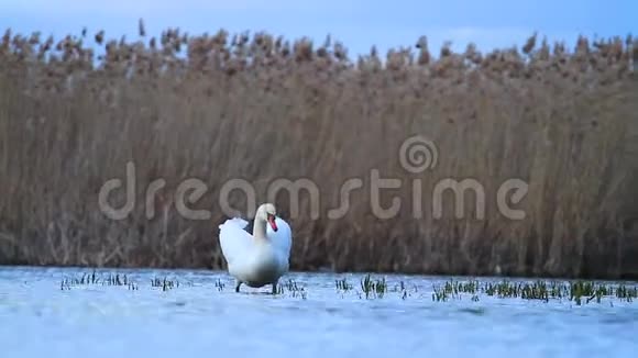 白天鹅在湖边游泳视频的预览图