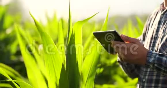 特写手工工程师农学家带着一台平板电脑在日落时在一个现代化的农场里检查植物视频的预览图