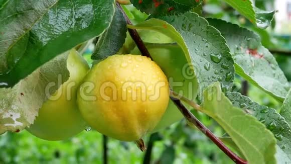 花园里夏天的雨和苹果视频的预览图