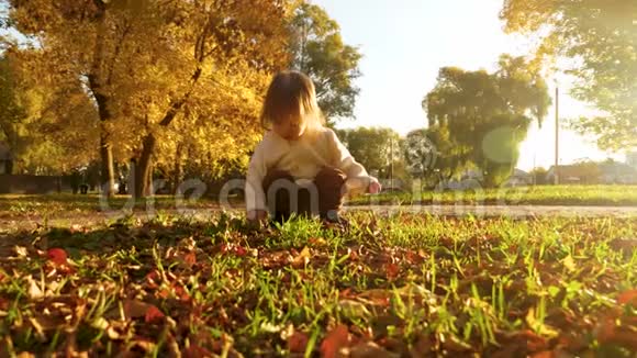 在温暖的阳光照亮的秋天公园里一个小孩子在绿色草坪上检查黄叶视频的预览图