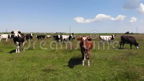 在牧场的中心牛群中有一头棕色的公牛慢动作平底锅视频的预览图