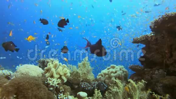 海底世界生活视频的预览图