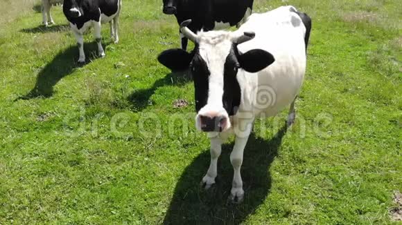 牧场上的牛的肖像慢动作视频的预览图