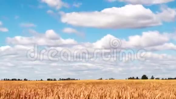 麦田和蓝天时光视频的预览图
