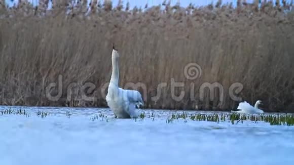 白天鹅在傍晚的湖里游泳视频的预览图