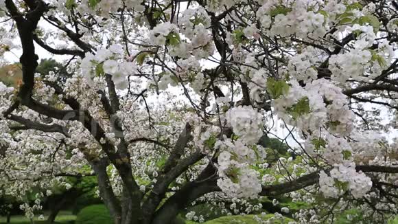 白色樱桃树视频的预览图