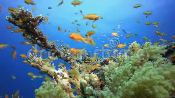 五颜六色的鱼和柔软的珊瑚西兰花视频的预览图