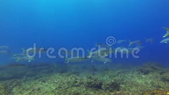 黄尾千斤鱼学校和斑马鲨或豹鲨在阳光明媚的蓝海视频的预览图