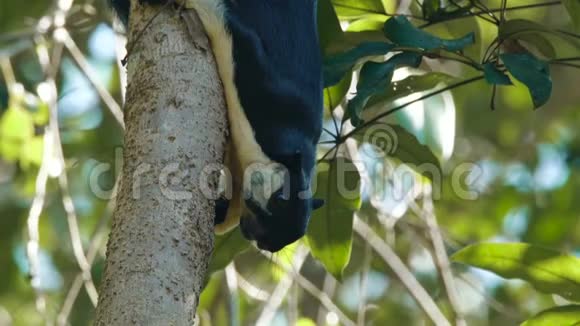 一只黑大松鼠挂在树上视频的预览图