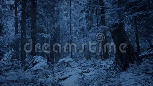 傍晚降雪的森林坡视频的预览图