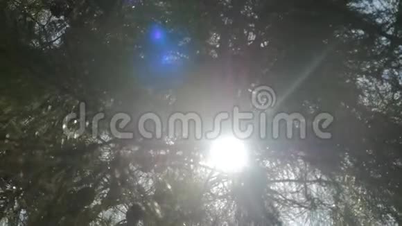 阳光透过树枝闪耀视频的预览图