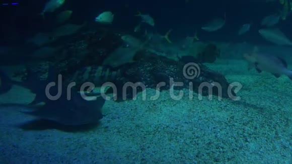 4K蓝色的深水带着鱼在海底视频的预览图