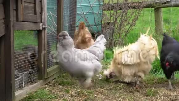 免费的牧场鸡在乡间农场散步在农场里觅食视频的预览图