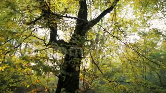 金秋一棵大树的绿色叶子映出太阳的全景视频的预览图